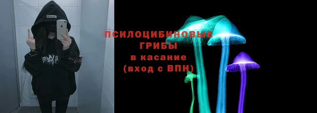 стаф Богданович